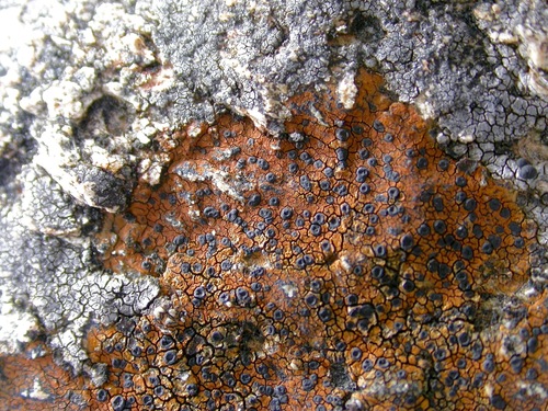 Representative image of Hymeneliales