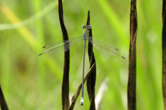 Lestes virgatus
