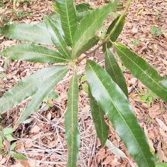 Mangifera magnifica