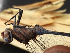 Orthetrum macrostigma
