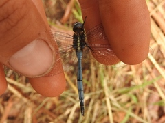 Orthetrum macrostigma