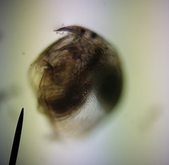 Chydoridae