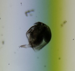 Chydoridae