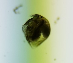 Chydoridae