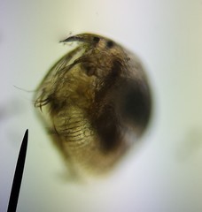 Chydoridae