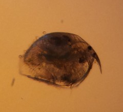 Chydoridae