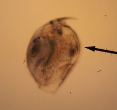 Chydoridae
