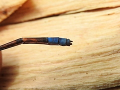 Pseudagrion glaucoideum