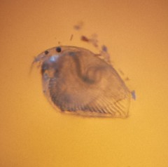 Chydoridae