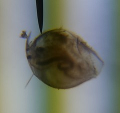 Chydoridae