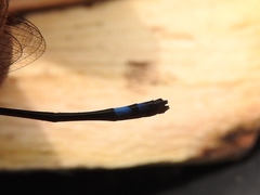 Pseudagrion sjoestedti