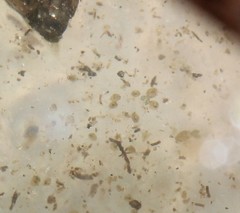 Chydoridae