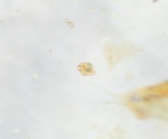 Chydoridae