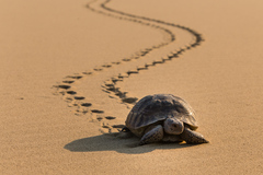 Greek Tortoise