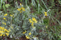 Chamaecytisus eriocarpus