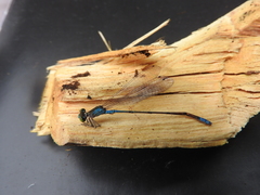 Pseudagrion glaucoideum