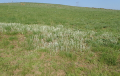 Helichrysum aureonitens