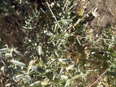Atriplex canescens laciniata