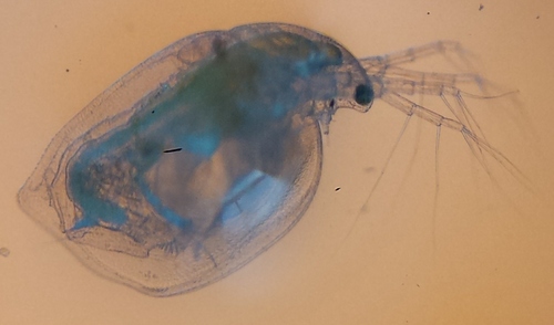 Simocephalus serrulatus