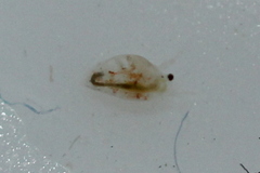 Simocephalus