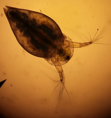 Simocephalus