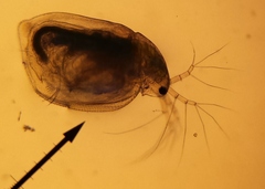 Simocephalus