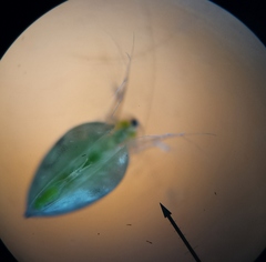 Simocephalus