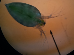 Simocephalus