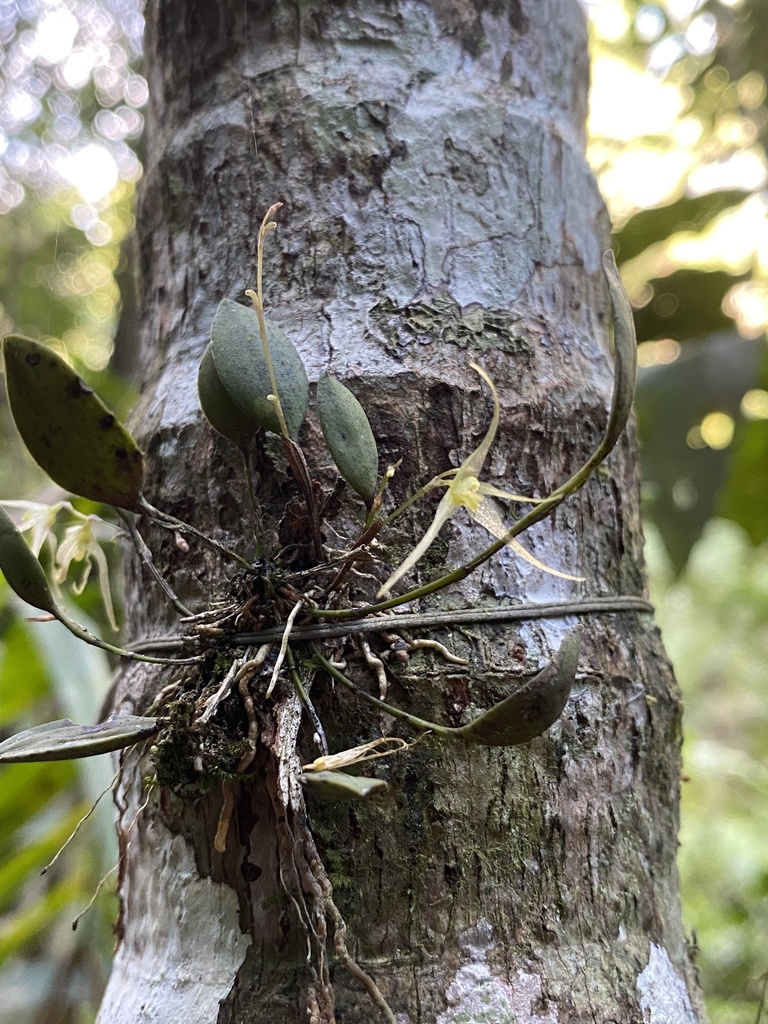 Anathallis heterophylla