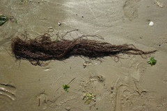 Gracilaria chilensis