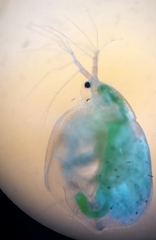 Simocephalus