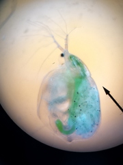 Simocephalus