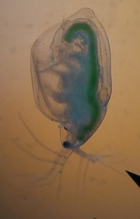 Simocephalus