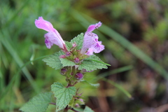 Lamium garganicum