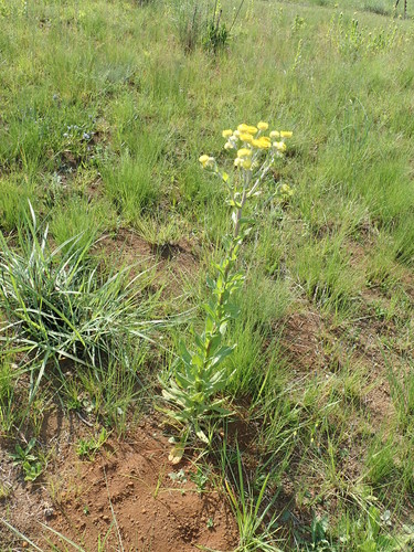 Image of Helichrysum cooperi by no rights reserved