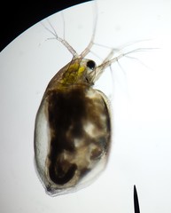 Simocephalus