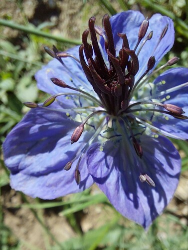 Nigella papillosa image