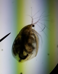 Simocephalus