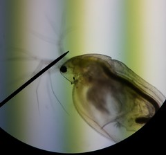 Simocephalus
