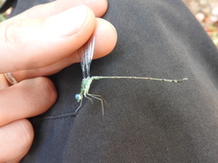 Lestes uncifer