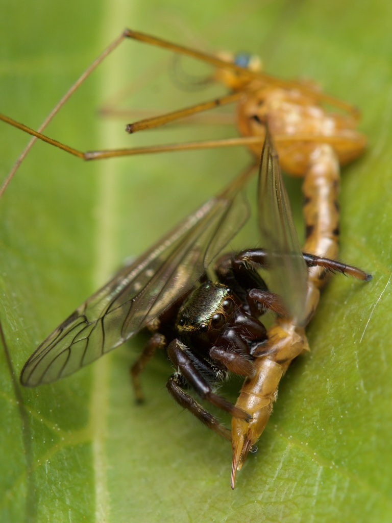 Golden Jumping Spider from Lake Darby Estates, Lake Darby, OH 43119 ...