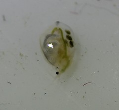 Simocephalus