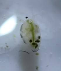 Simocephalus