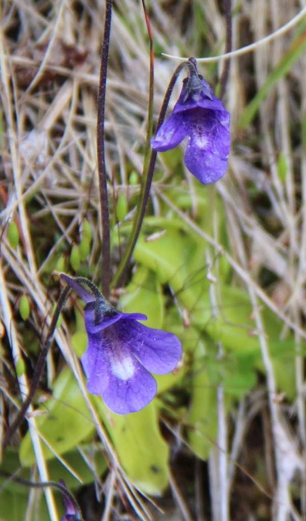 Pinguicula balcanica