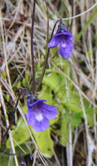Pinguicula balcanica