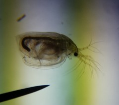 Simocephalus