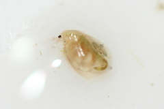 Simocephalus
