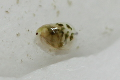 Simocephalus