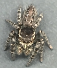 Phidippus cerberus
