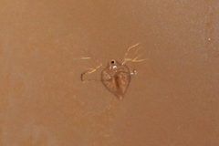 Simocephalus